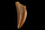 Serrated, Raptor Tooth - Real Dinosaur Tooth #124789-1